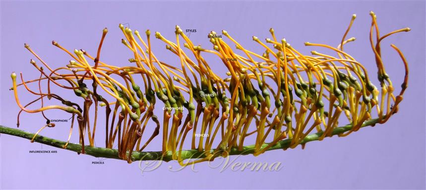  Inflorescence-Raceme